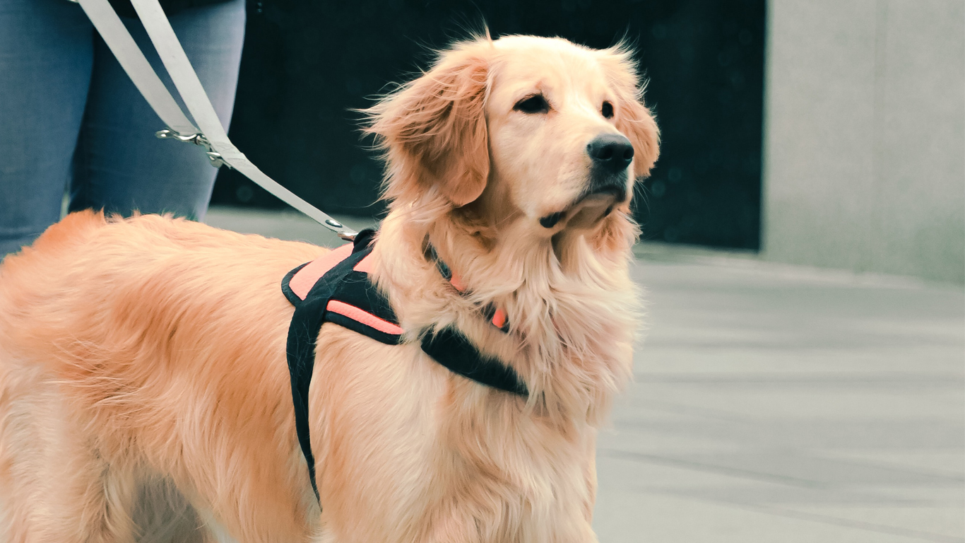 Service dog wearing a service animal vest